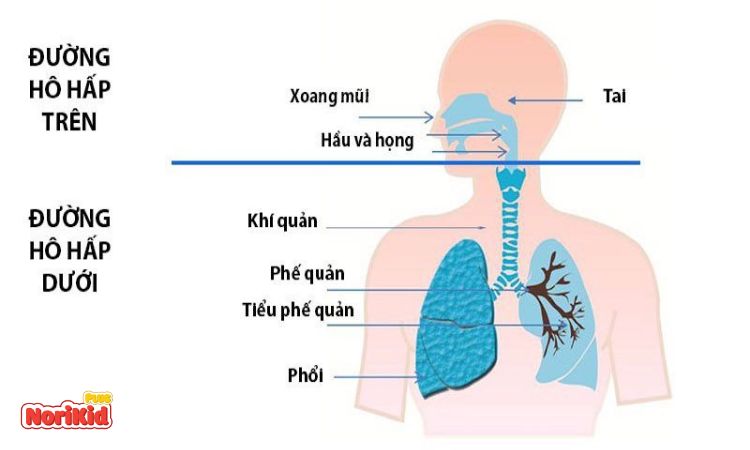 Nhiễm trùng đường hô hấp dưới là gì? 1