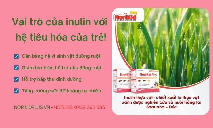 Vai trò của Inulin với hệ tiêu hóa của trẻ