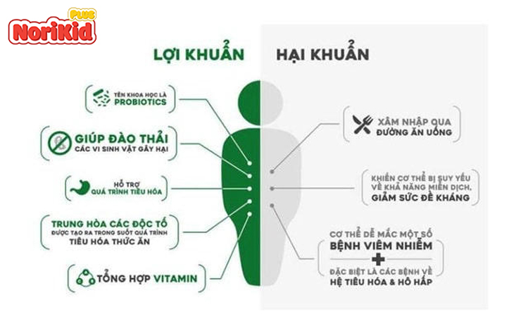 Vai trò của lợi khuẩn đối với sức khỏe đường ruột 1