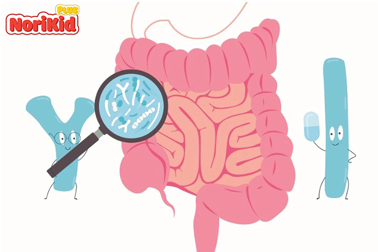 Lợi khuẩn đường ruột là gì? Vai trò của nó! 1